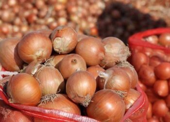 في موجة جديدة لارتفاع الاسعار : ثمن البصل يعرف ارتفاعا ملحوظا بالحسيمة :  