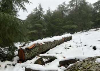 نداء عاجل لحماية غابة ثيزي إيفري – إقليم الحسيمة