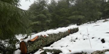 نداء عاجل لحماية غابة ثيزي إيفري – إقليم الحسيمة