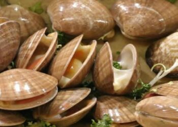 المعهد الوطني للبحث في الصيد البحري بطنجة يشرع في استكشاف مناطق جديدة للصدفيات بالبحر الأبيض المتوسط: 