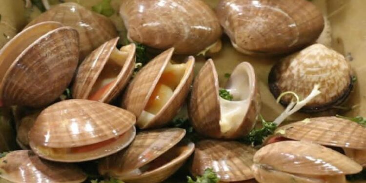 المعهد الوطني للبحث في الصيد البحري بطنجة يشرع في استكشاف مناطق جديدة للصدفيات بالبحر الأبيض المتوسط: 