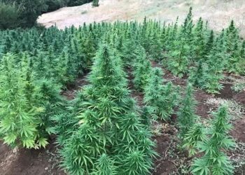 الاستعدادات للحملة الرابعة لزراعة القنب الهندي بالمغرب تدخل مراحل متقدمة: 