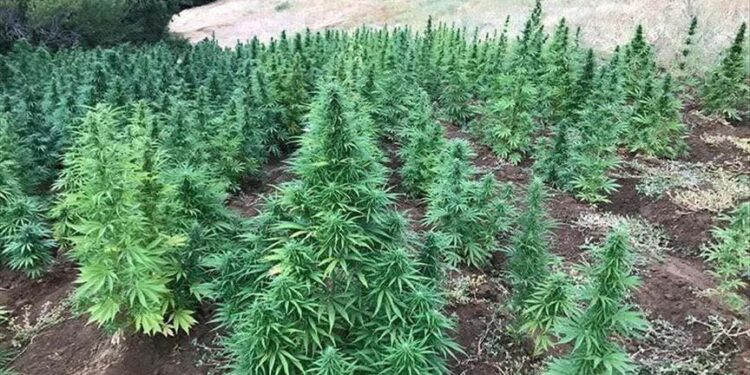 الاستعدادات للحملة الرابعة لزراعة القنب الهندي بالمغرب تدخل مراحل متقدمة: