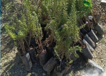 برنامج بريما ريف للتشجير مستمر في قرى الريف : 