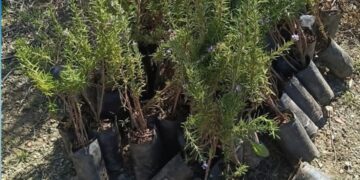 برنامج بريما ريف للتشجير مستمر في قرى الريف : 