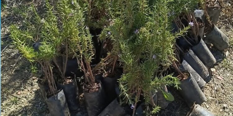 برنامج بريما ريف للتشجير مستمر في قرى الريف : 