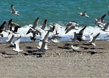 تنوع وثراء الطيور البحرية بشمال المغرب : 