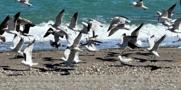 تنوع وثراء الطيور البحرية بشمال المغرب : 