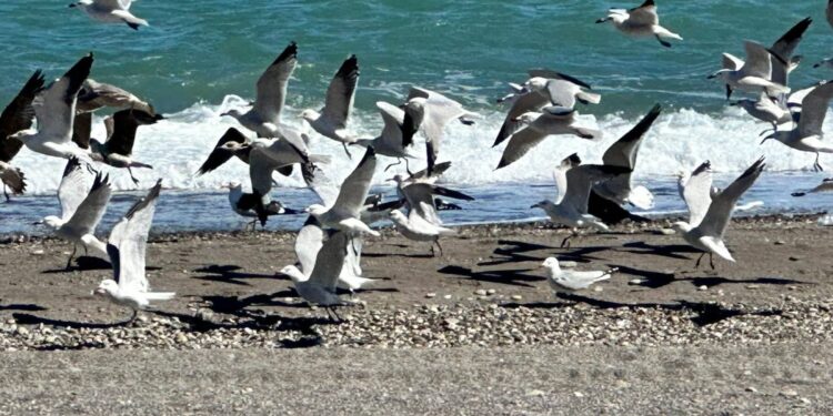 تنوع وثراء الطيور البحرية بشمال المغرب :