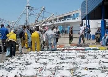 جمعية تجار السمك بميناء الحسيمة تستنكر قرارات جديدة للمكتب الوطني للصيد : 