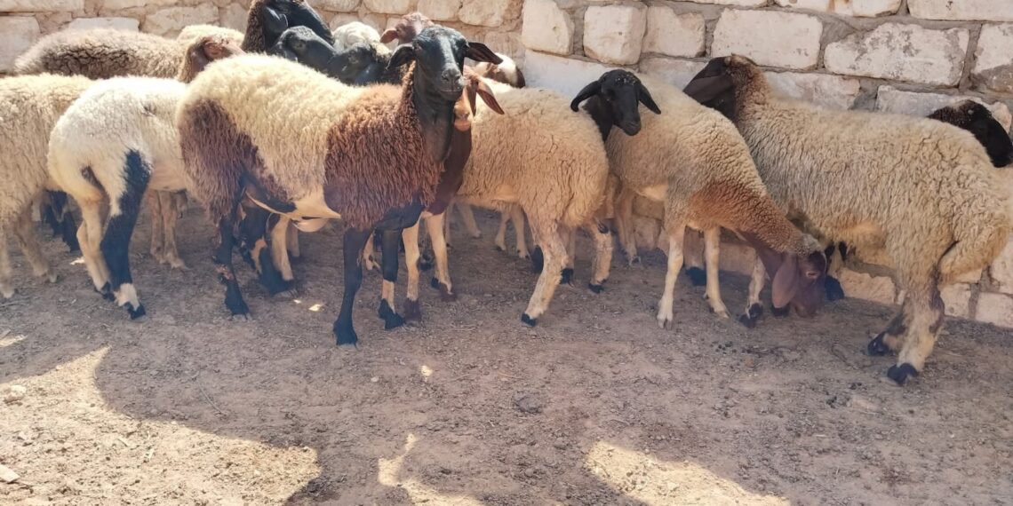 إعادة تكوين القطيع الوطني.. إطلاق عملية المراقبة وصرف الشطر الثاني من الدعم المباشر: 