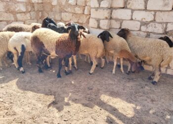 إعادة تكوين القطيع الوطني.. إطلاق عملية المراقبة وصرف الشطر الثاني من الدعم المباشر: 