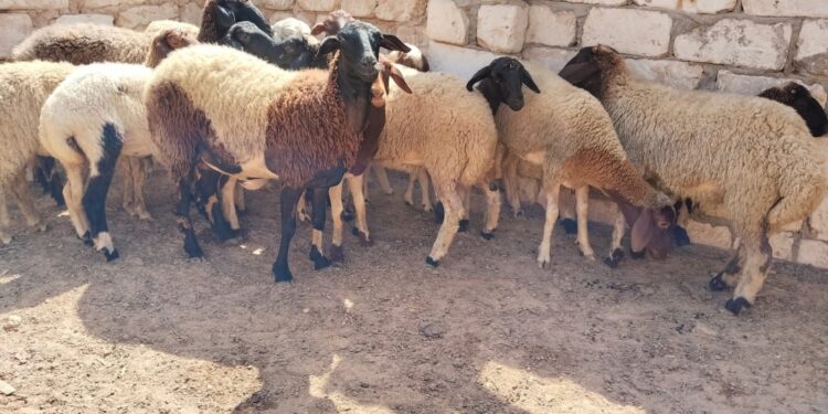 إعادة تكوين القطيع الوطني.. إطلاق عملية المراقبة وصرف الشطر الثاني من الدعم المباشر: 