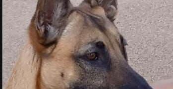 جمعية مدنية تطالب رئاسة النيابة العامة بفتح تحقيق بشأن ممارسات قتل وتعذيب الحيوانات :