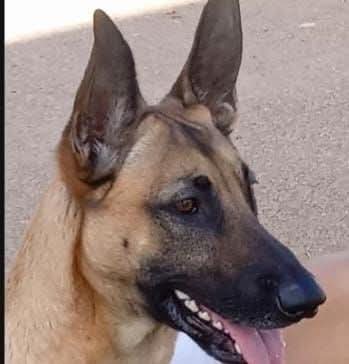 جمعية مدنية تطالب رئاسة النيابة العامة بفتح تحقيق بشأن ممارسات قتل وتعذيب الحيوانات :