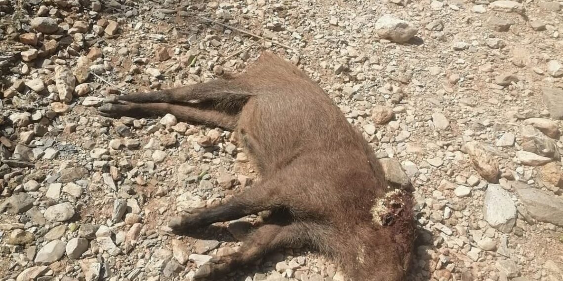 جمعية أزير AZIR لحماية البيئة تندد بمحاولات استغلال شكايات مزعومة لتبرير قتل الخنزير البري داخل المنتزه الوطني الحسيمة: 