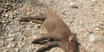 جمعية أزير AZIR لحماية البيئة تندد بمحاولات استغلال شكايات مزعومة لتبرير قتل الخنزير البري داخل المنتزه الوطني الحسيمة: 