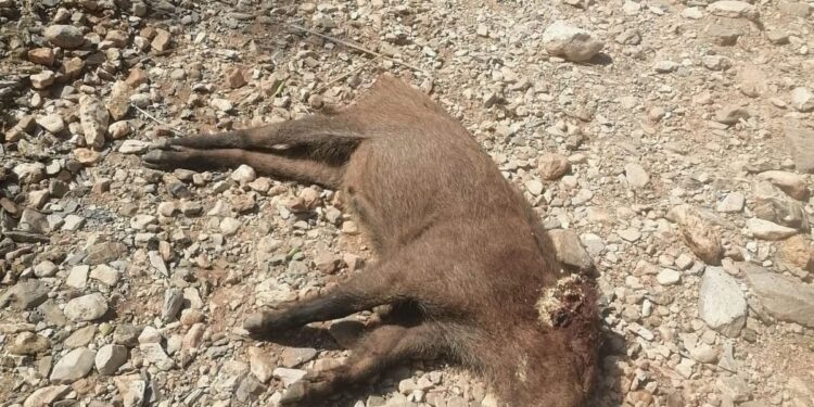 جمعية أزير AZIR لحماية البيئة تندد بمحاولات استغلال شكايات مزعومة لتبرير قتل الخنزير البري داخل المنتزه الوطني الحسيمة: 